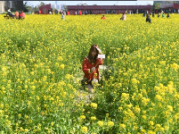 福州近百亩油菜花盛放醉游人