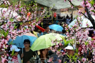 蕲春向桥乡“桃”旅游叫响鄂东