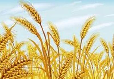 红安县确保2017年粮食总产量稳定在5.5亿斤