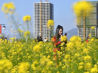 福州近百亩油菜花盛放醉游人