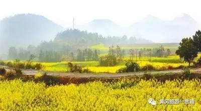 出行必备｜黄冈市赏花景点全记录  