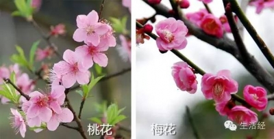 桃花、樱花、海棠、梨花傻傻分不清，春花那么多你都会赏吗？  