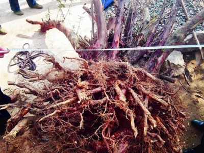 大写的心疼！麻城200余年红豆杉遭盗挖