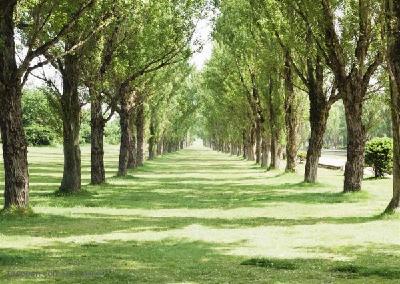 蕲春：今年漕河城区植树达到10万株