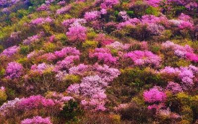  麻城山地马拉松开始报名啦！爱跑步的你别错过！