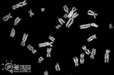 人类离“再造生命”又近一步：我国科学家利用化学物质合成完整活性染色体　