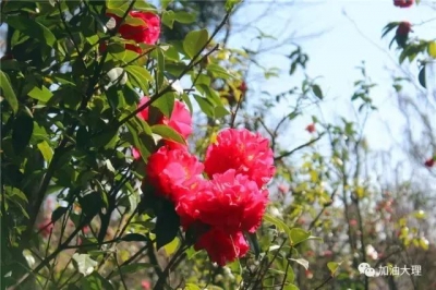 麻城全力打造中国中部首个“国际杰出茶花园”