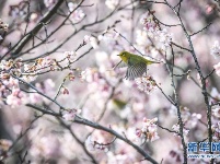 春鸟闹花枝
