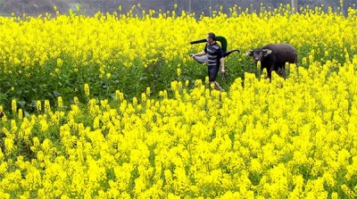   团风：人勤春早 “铁牛”体检备春耕