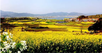 2017武穴旅游赏花线路正式发布