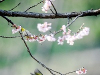 春鸟闹花枝