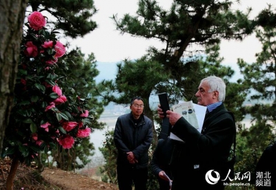 麻城：茶花研究领域顶级专家汇聚