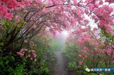 出行必备｜黄冈市赏花景点全记录