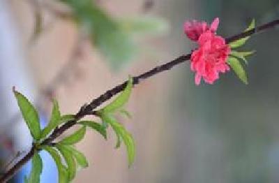 黄梅招商引资“春暖花繁”