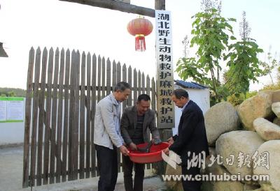 麻城一村民发现巨型野生娃娃鱼 及时送交救治