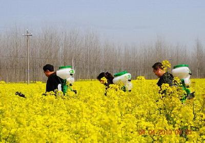 蕲春：市农业局组织农技人员现场指导油菜、小麦病虫害防治