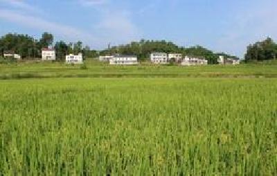 罗田：转变发展方式加速推进农业产业化