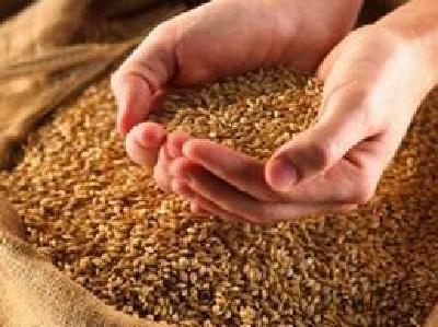 英山对库存粮食品质进行检测 各项指标均符合国家要求
