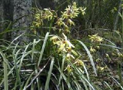 英山查处采挖野生兰花案 破坏野生植物系违法