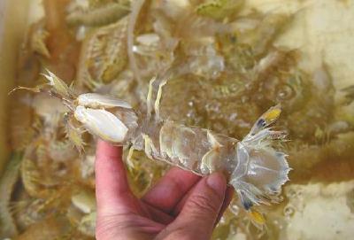 人为注胶让皮皮虾增重？专家辟谣:那是虾黄和虾膏