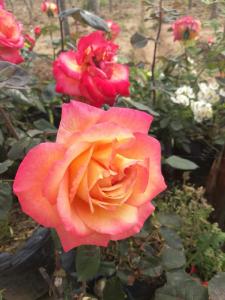 黄州出游哪里去 鼓山月季风景独好