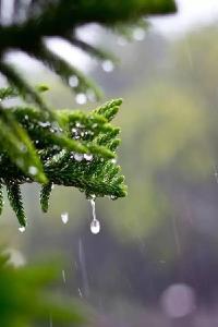 谷雨诗词，留住最后一抹春~  