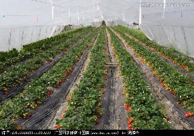 黄州区：发展特色水果种植 产业助农增收