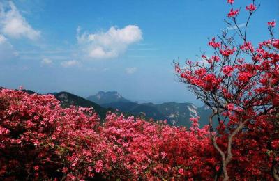 麻城龟峰山杜鹃花期公布 五一恰逢杜鹃盛花期