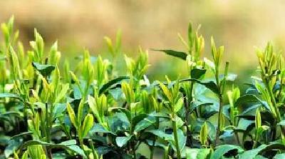 英山：春茶满枝头 难请采茶工