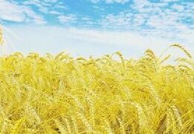 英山政策性粮食通过国家清查 数量质量双过关