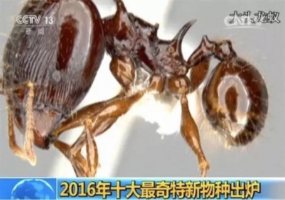 有趣 | 2016年十大最奇特新物种：有的像魔法帽，有的像油条