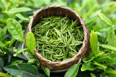 英山：自营茶叶出口实现零突破   