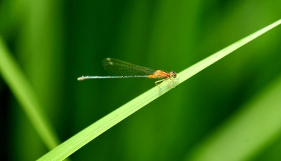 5月5日15时31分“立夏”：万物至此皆长大