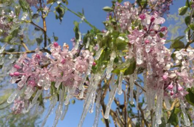 甘肃嘉峪关迎宾湖畔“速冻”丁香花现冰挂景观