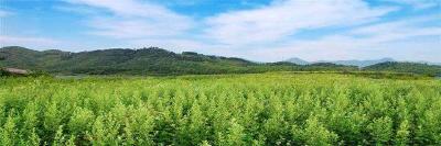 蕲春新增3件著名商标8件知名商标