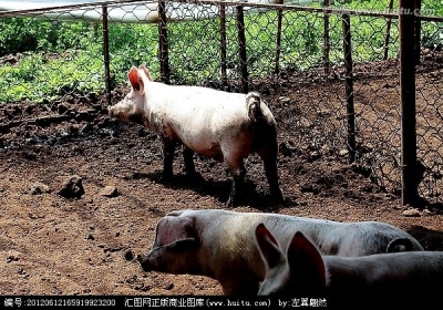 红安县拆除养猪场还群众青山绿水