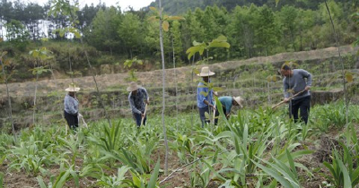 英山温泉镇陶坊村500亩药材开出“治贫”良方