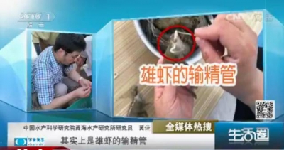 活虾里有白虫？皮皮虾注了胶？吃一颗杨梅等于吃十只虫？答案是…