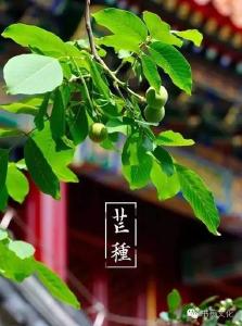 古诗词里的芒种