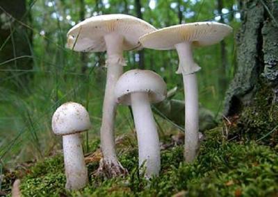 踏青采回白蘑菇煮了一锅汤 一家四口吃下险丢命