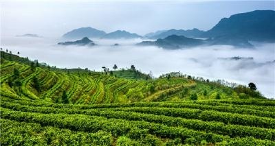 “英山云雾茶”品牌价值评估16.22亿元