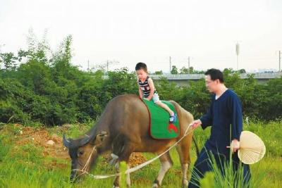 成都一男子痴迷国学 让儿子骑牛上幼儿园引争议