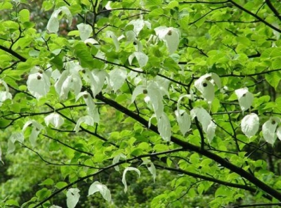 摘汶川樱桃 游烟雨三江