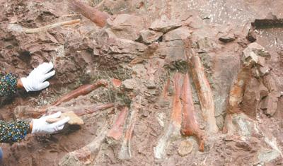 重庆发现大型恐龙化石遗址 或填补恐龙演化序列空白