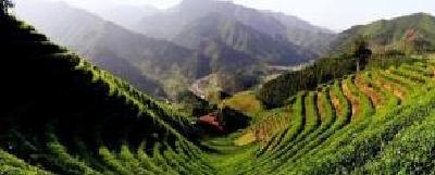 英山云雾茶入选全国十大富农商标案例