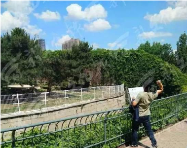 男子为拍照用石头砸白虎白狮 园方:已展开调查