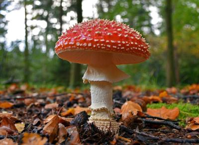 毒蘑菇再伤人! 一家6口食用野蘑菇致5人住院