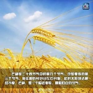 今日“芒种”！“芒种”也被称为什么，你知道吗？