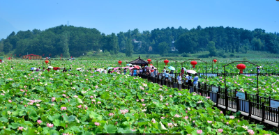 黄冈广播电视台《乡音乡情黄冈人》走进蕲春狮子镇荷花节