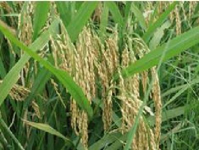 武穴组织农技人员指导再生稻生产
